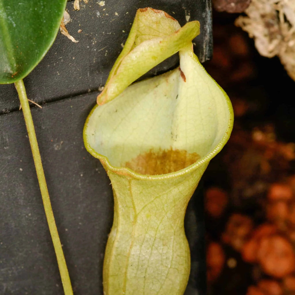 Nepenthes campanulata, 6-8 cm (hard grown) 大森食虫植物農園