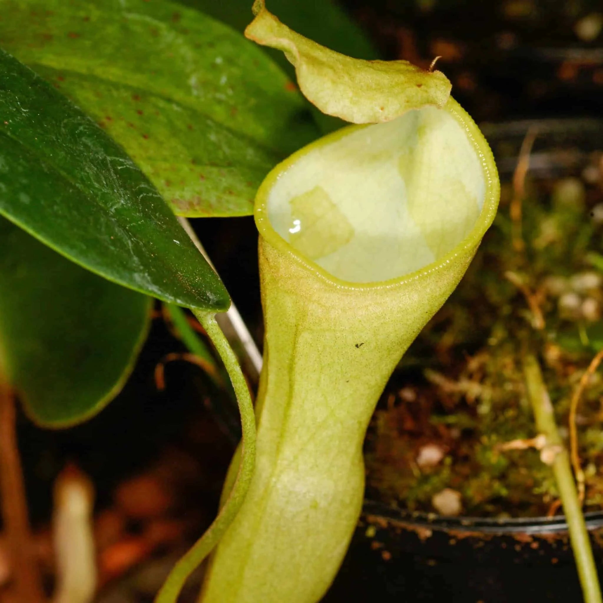Nepenthes campanulata, 6-8 cm (hard grown) 大森食虫植物農園