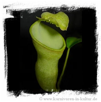 Nepenthes campanulata [BCP ID# N1115, N1227] / 1株の苗, サイズ 2-6 cm 大森食虫植物農園