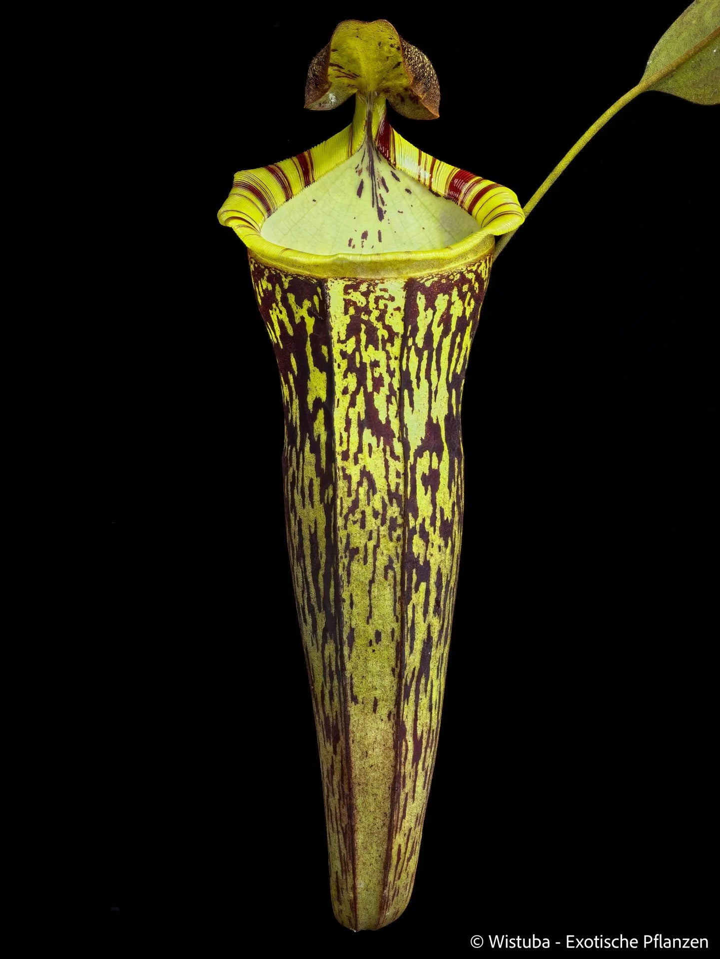 Nepenthes campanulata x spectabilis 大森食虫植物農園
