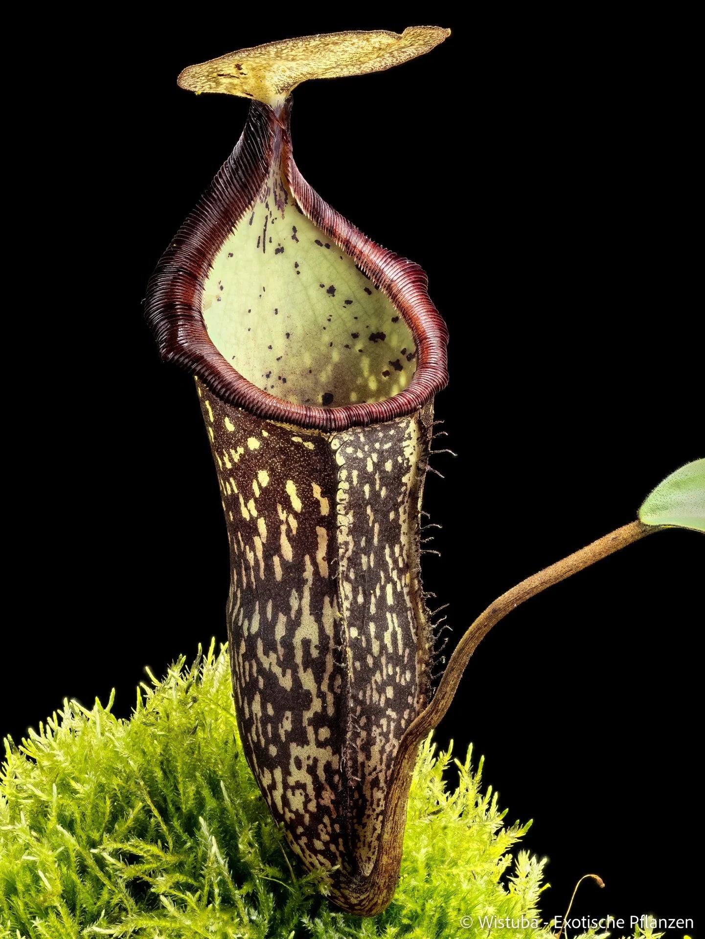 Nepenthes campanulata x spectabilis 大森食虫植物農園