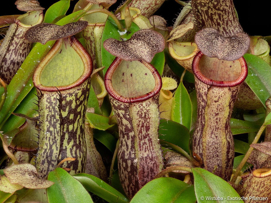 Nepenthes campanulata x spectabilis 大森食虫植物農園