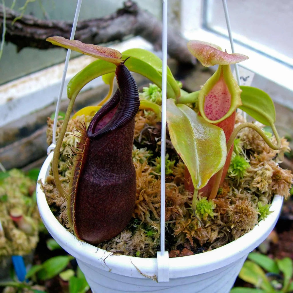 Nepenthes carunculata var. robusta, 8-10 cm 大森食虫植物農園