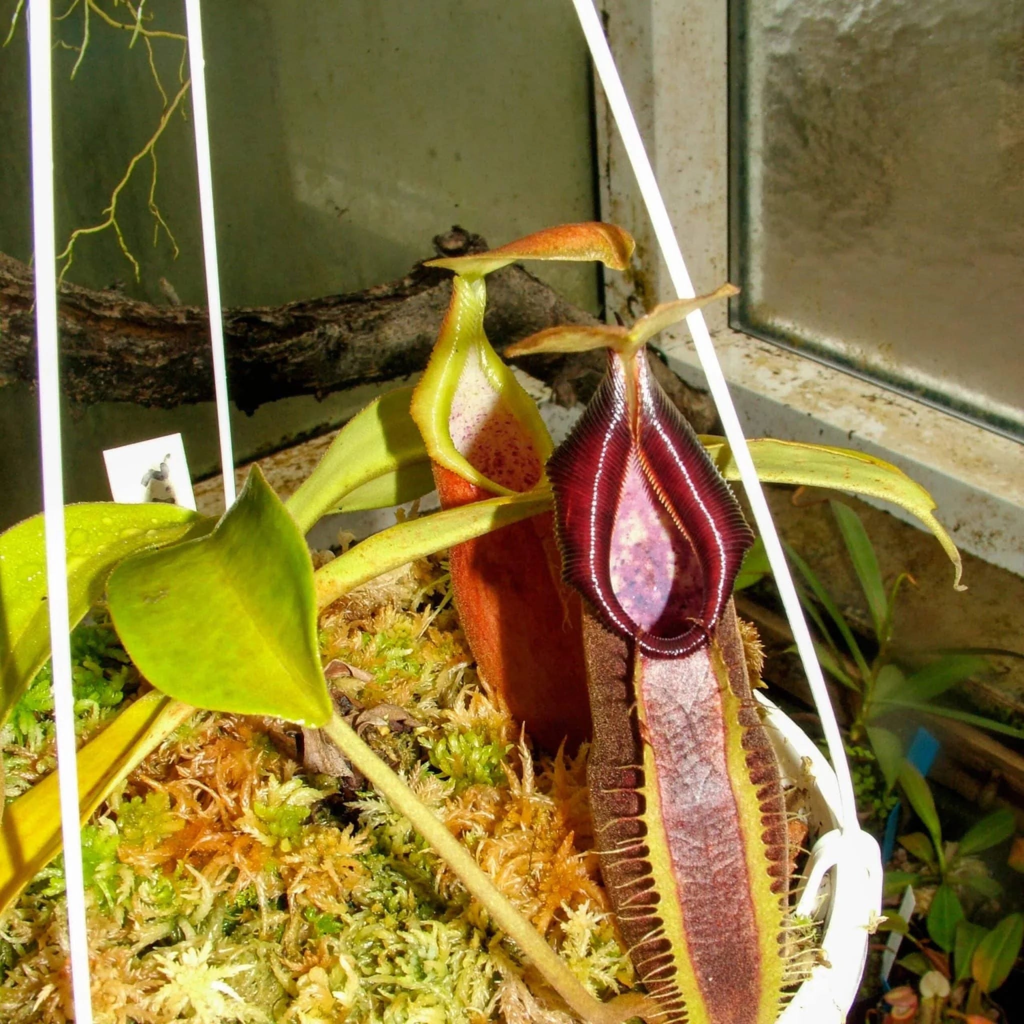 Nepenthes carunculata var. robusta, 8-10 cm 大森食虫植物農園