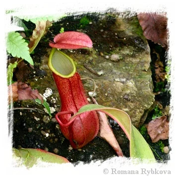 Nepenthes cf. merrilliana {seedgrown, highland form, Philippines} [BCP ID# N2140] / 1株の苗, サイズ 4-8 cm 大森食虫植物農園