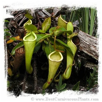 Nepenthes chaniana {Batu-Buli, Borneo, Malaysia} [BCP ID# N395, N404] / 2株の苗, 2-6 cm 大森食虫植物農園