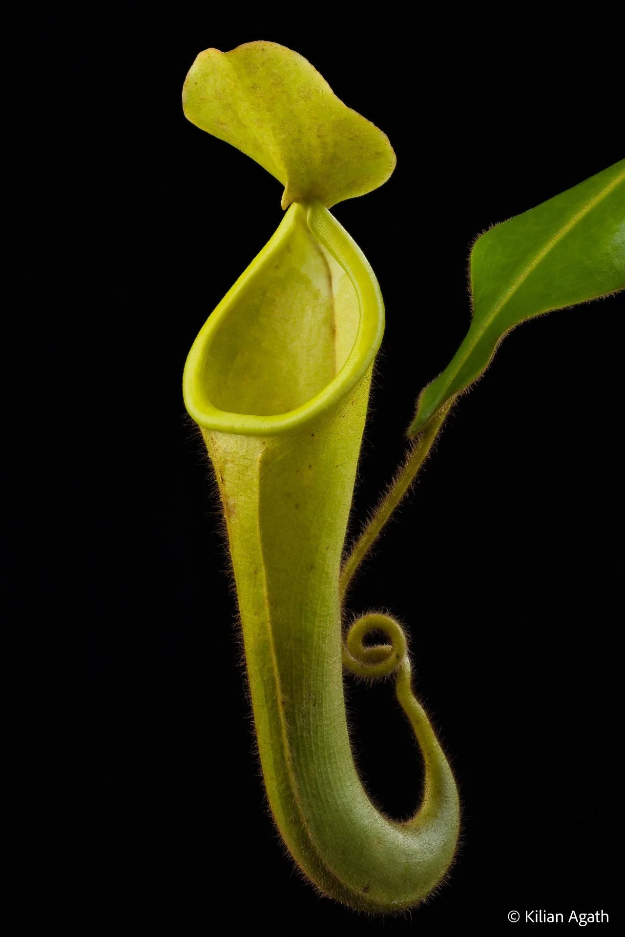 Nepenthes chaniana (Borneo) 大森食虫植物農園