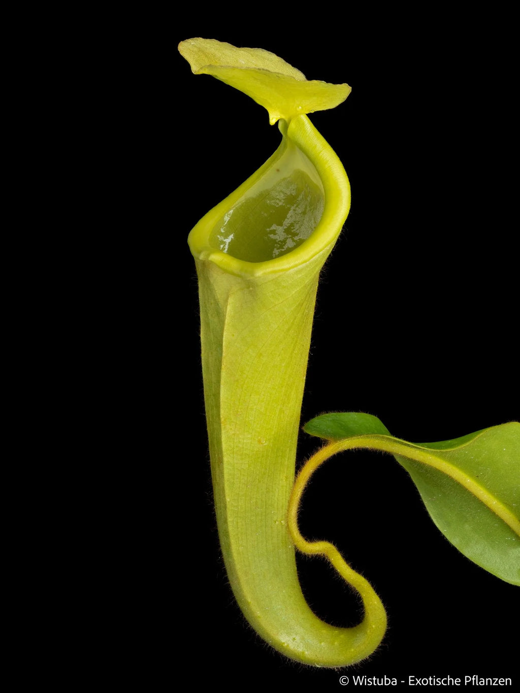 Nepenthes chaniana (Borneo) 大森食虫植物農園