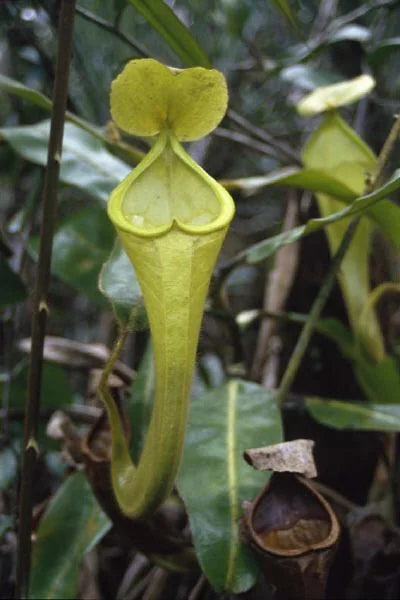 Nepenthes chaniana (Borneo) 大森食虫植物農園