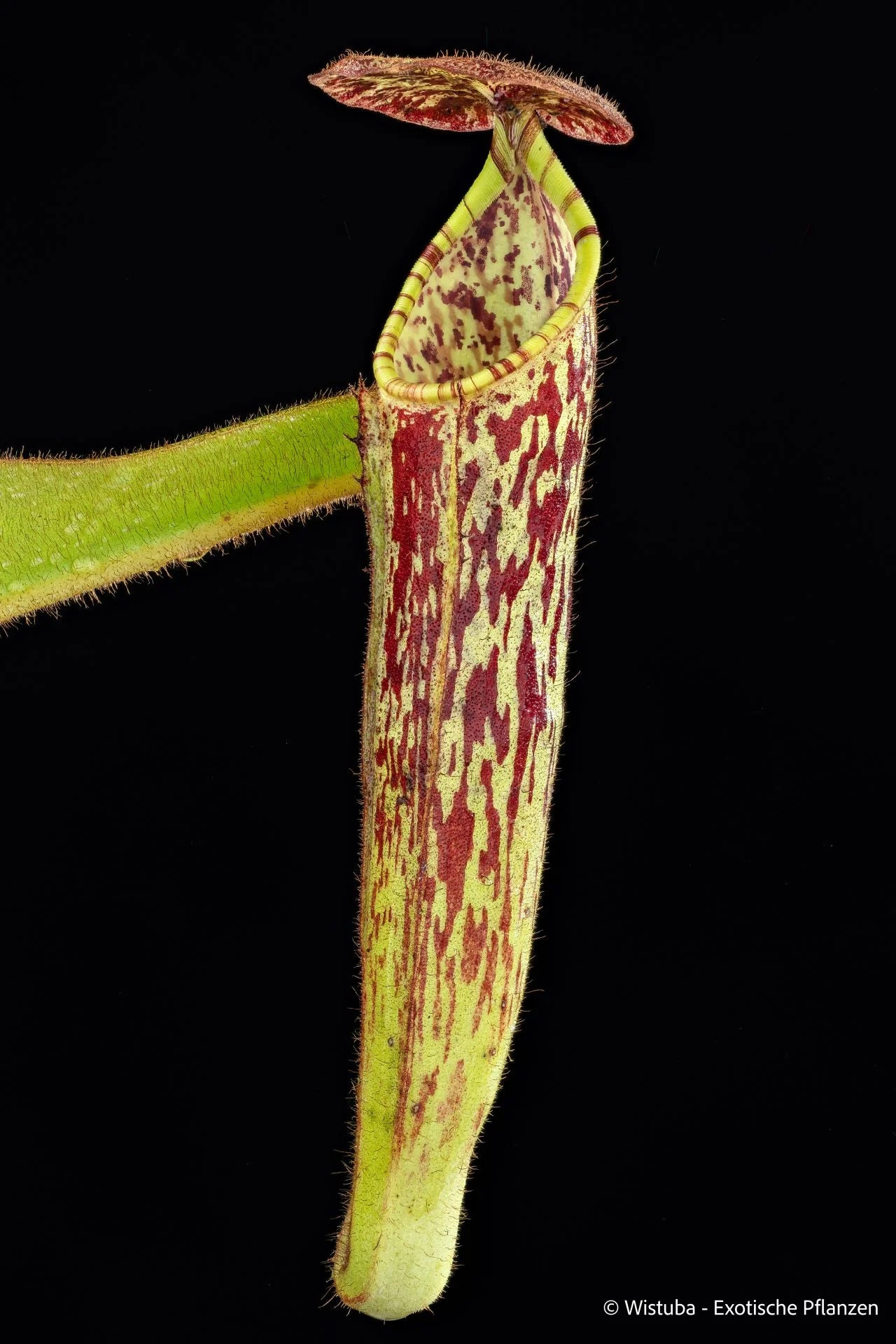 Nepenthes chaniana × fallax (natural hybrid) 大森食虫植物農園
