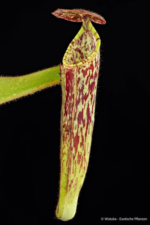 Nepenthes chaniana × fallax (natural hybrid) 大森食虫植物農園