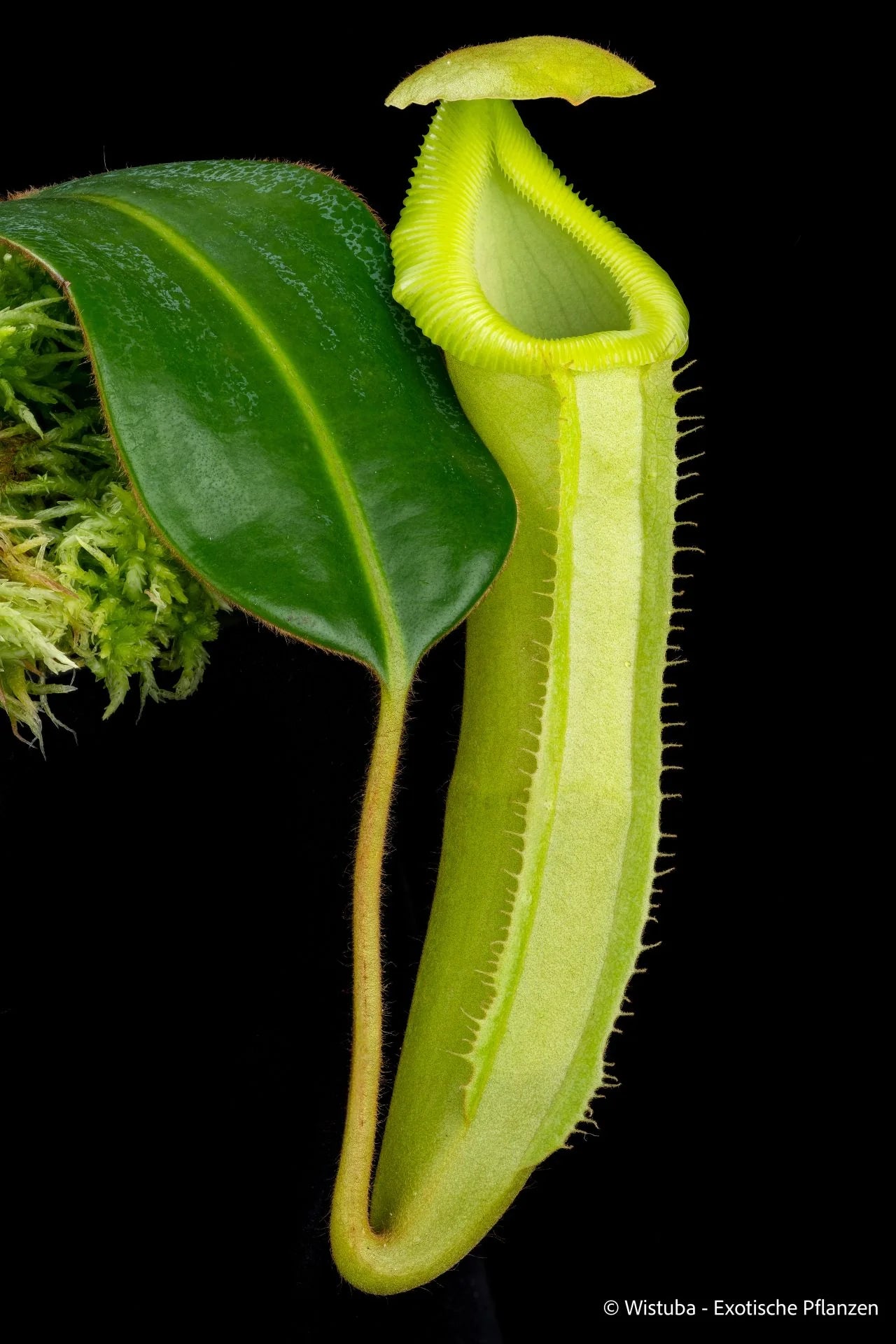 Nepenthes chaniana x edwardsiana 大森食虫植物農園