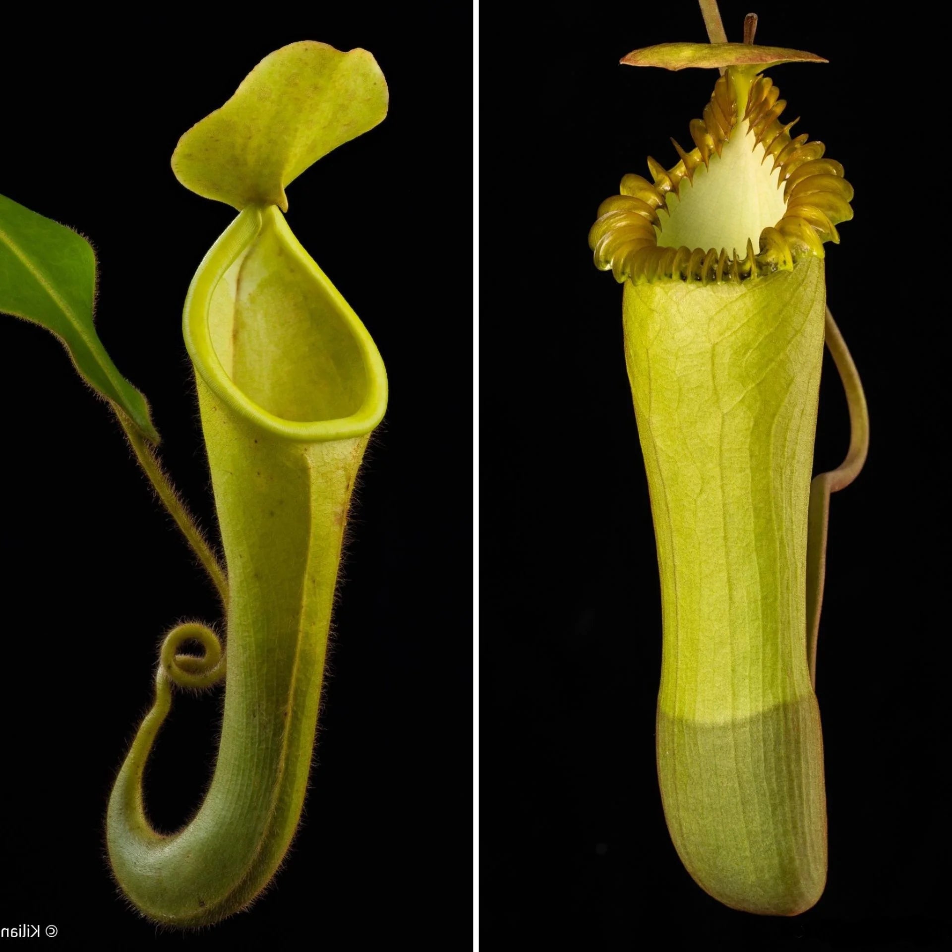 Nepenthes chaniana x edwardsiana 大森食虫植物農園