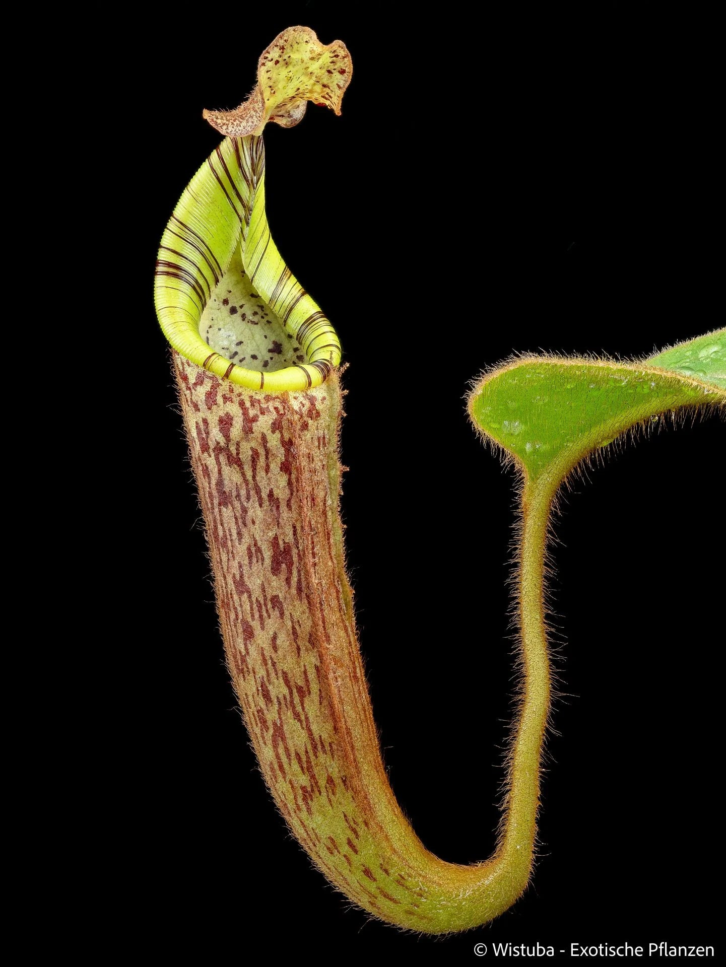 Nepenthes chaniana x mollis 大森食虫植物農園