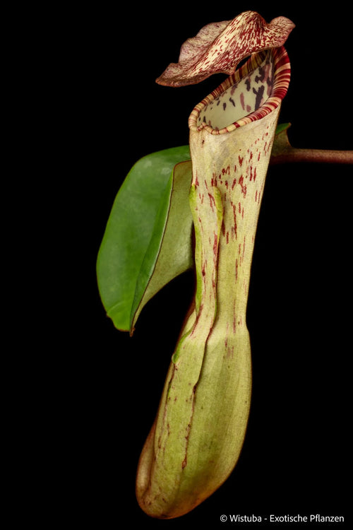 Nepenthes clipeata 大森食虫植物農園