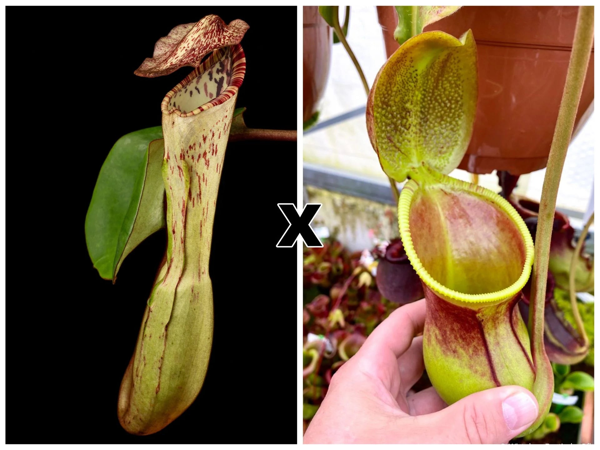 Nepenthes clipeata x ephippiata 大森食虫植物農園
