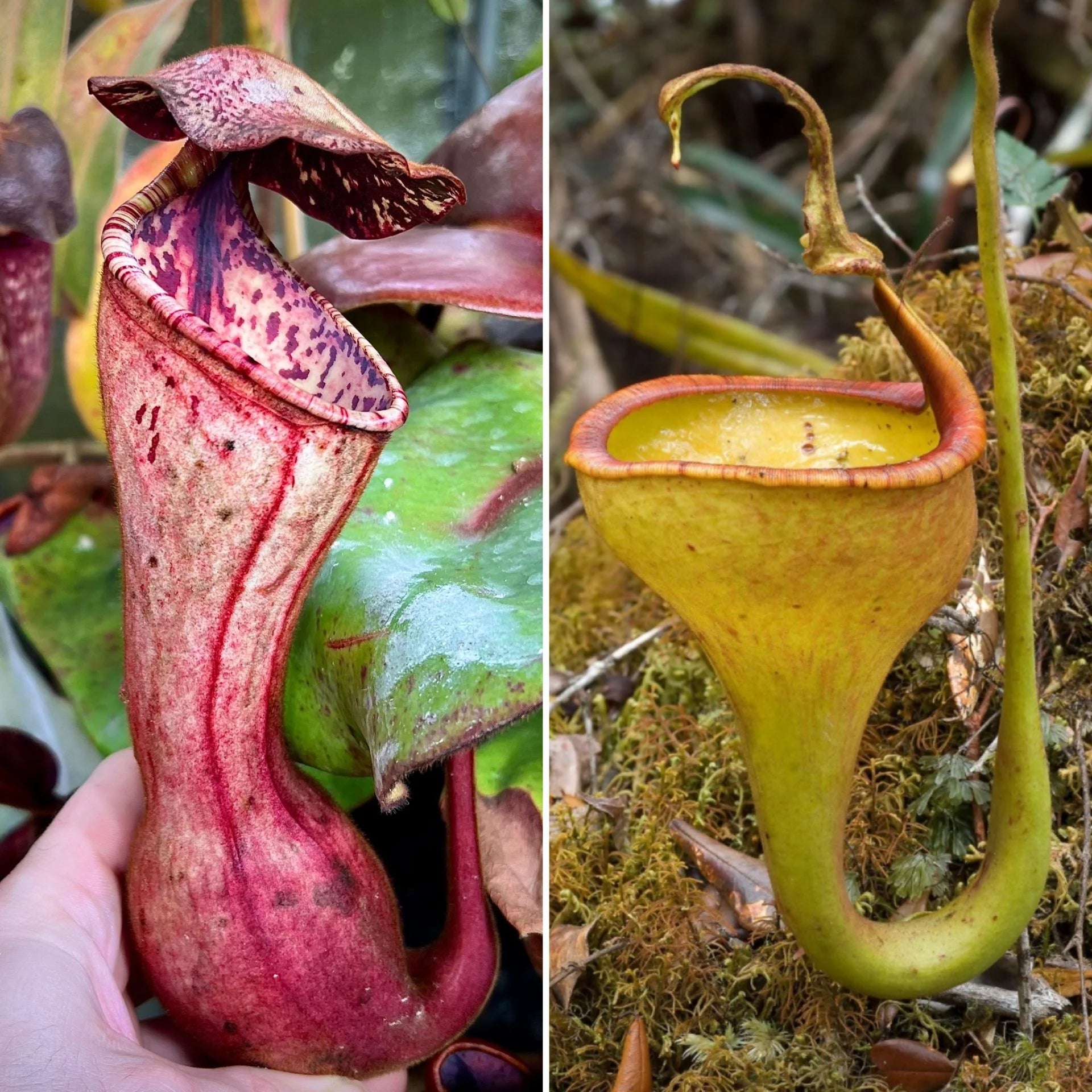 Nepenthes clipeata x eymae 大森食虫植物農園