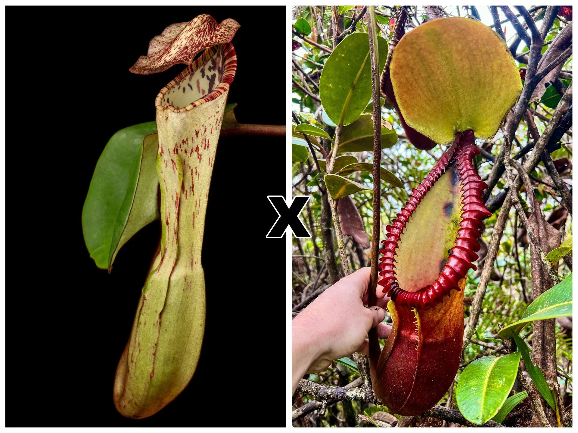 Nepenthes clipeata x macrophylla 大森食虫植物農園