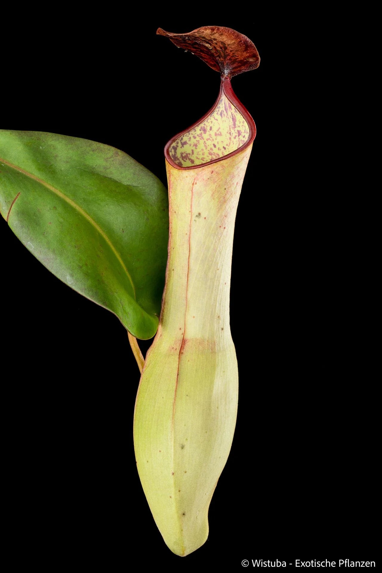 Nepenthes clipeata x reinwardtiana 大森食虫植物農園