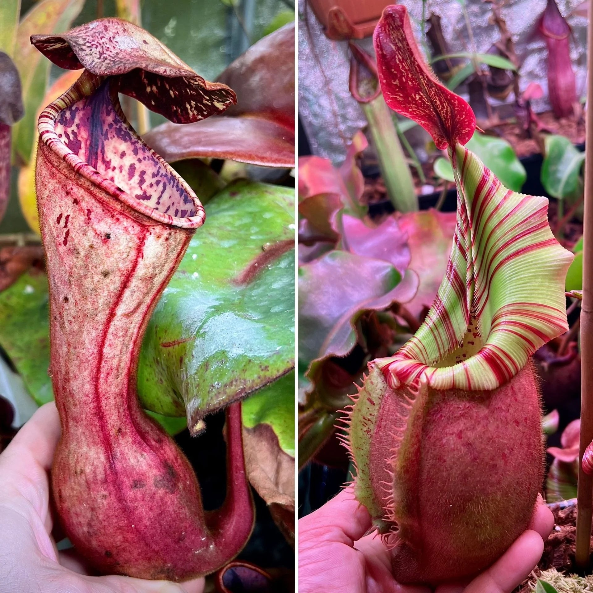 Nepenthes clipeata x veitchii 大森食虫植物農園