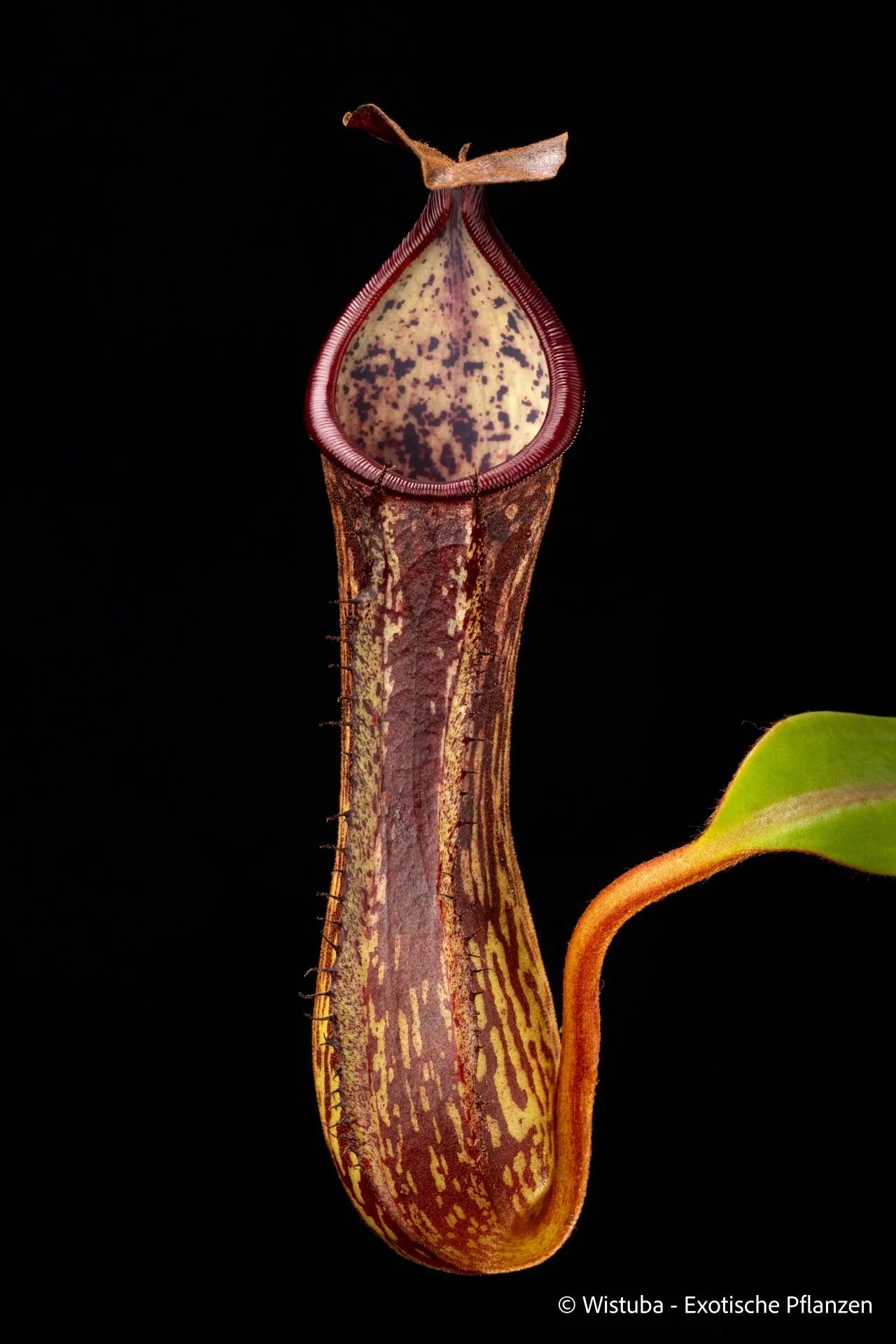Nepenthes copelandii (Mindanao, Philippines) 大森食虫植物農園