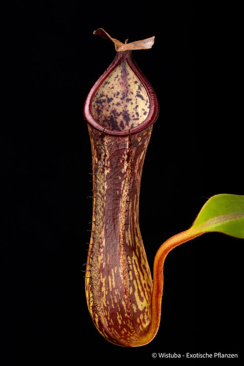 Nepenthes copelandii (Mindanao, Philippines) 大森食虫植物農園