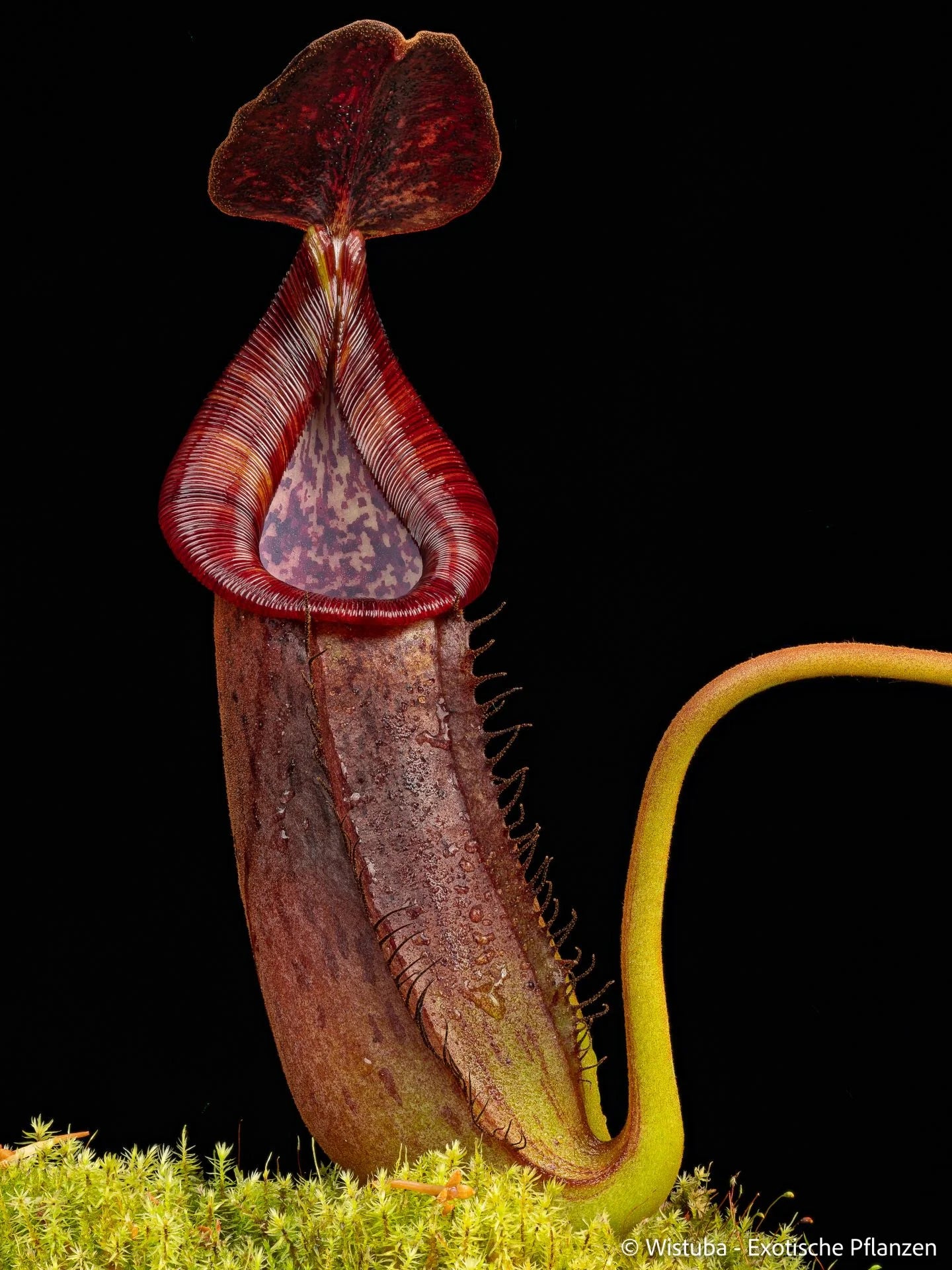 Nepenthes copelandii x lowii 大森食虫植物農園