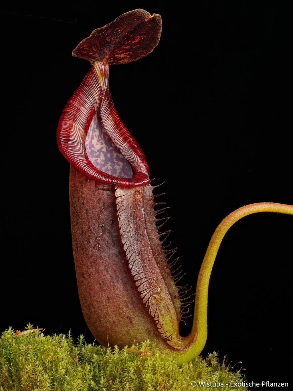 Nepenthes copelandii x lowii 大森食虫植物農園