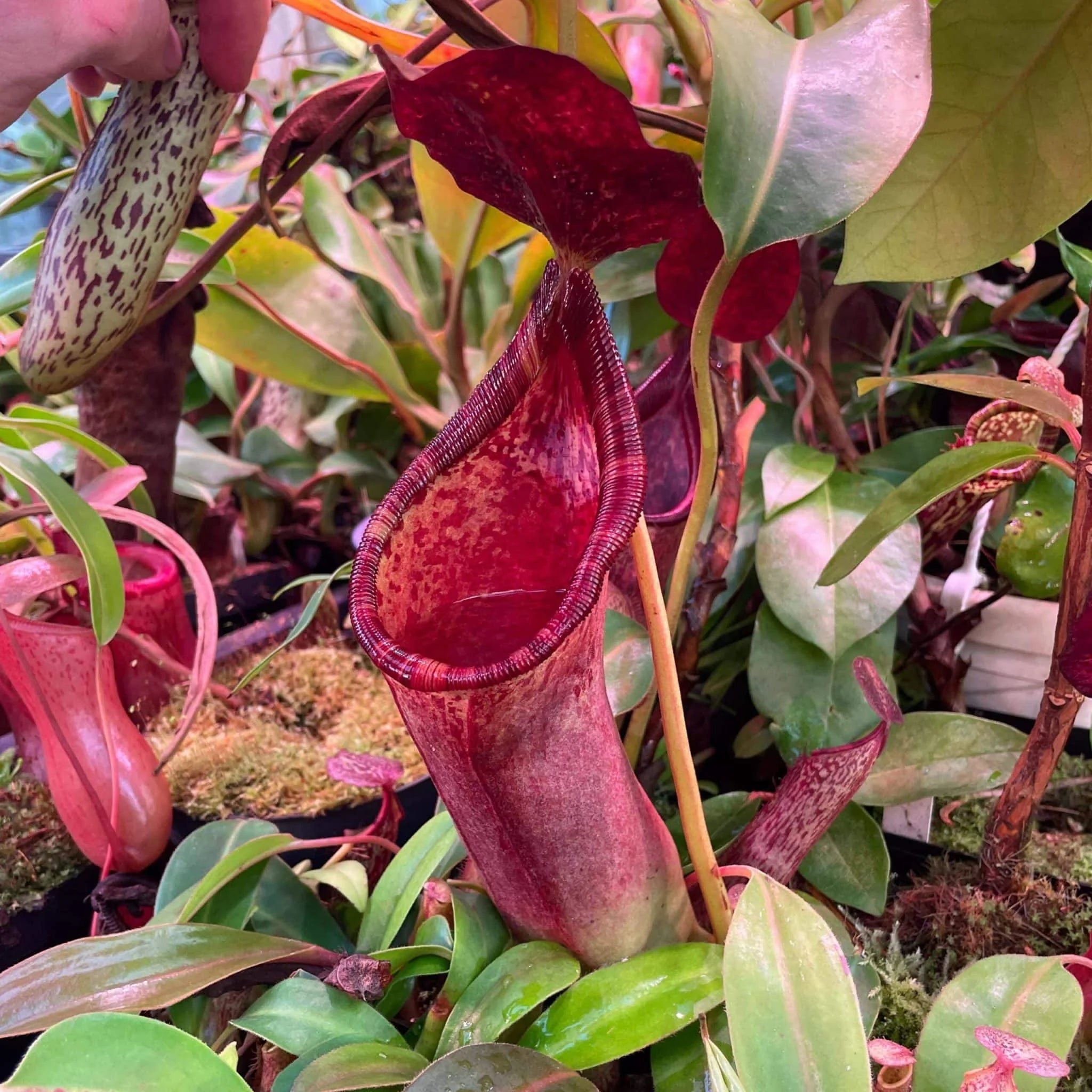 Nepenthes copelandii x lowii, 12-15 cm 大森食虫植物農園