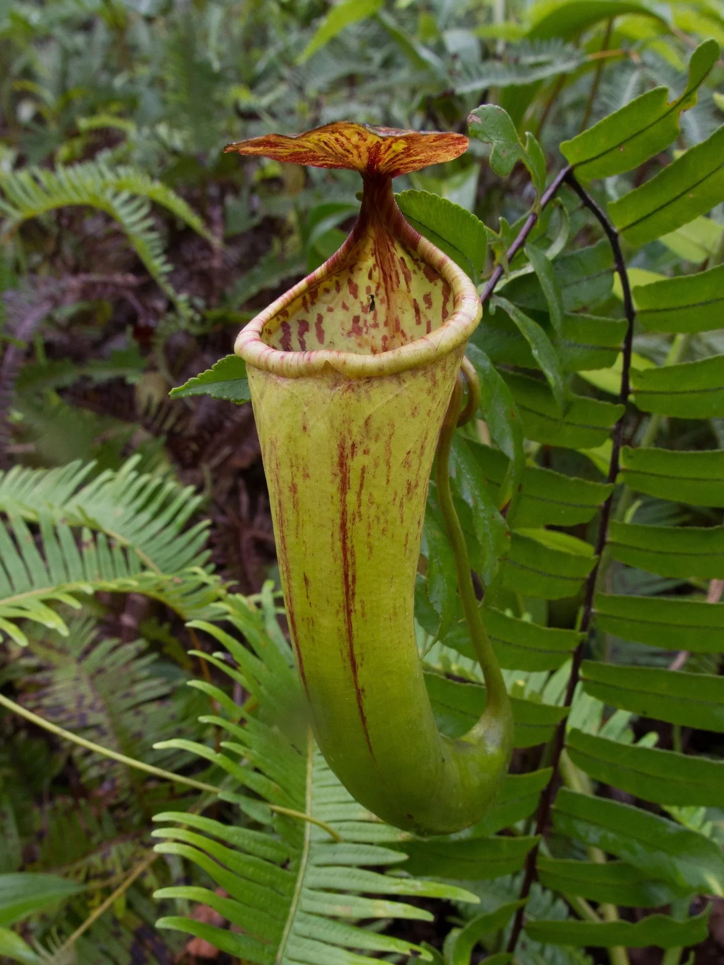 Nepenthes cornuta (Mindanao, Philippines) 大森食虫植物農園