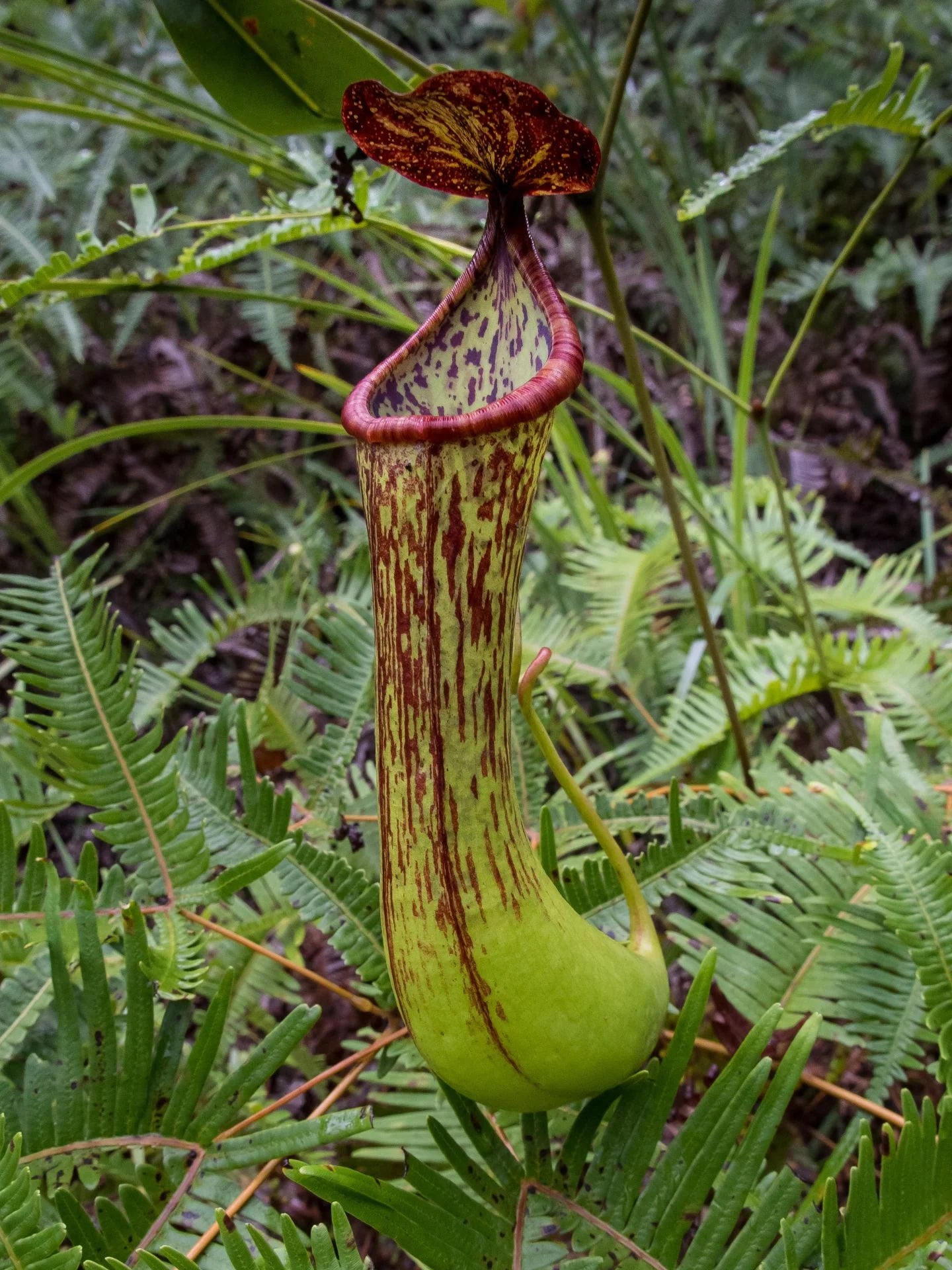 Nepenthes cornuta (Mindanao, Philippines) 大森食虫植物農園