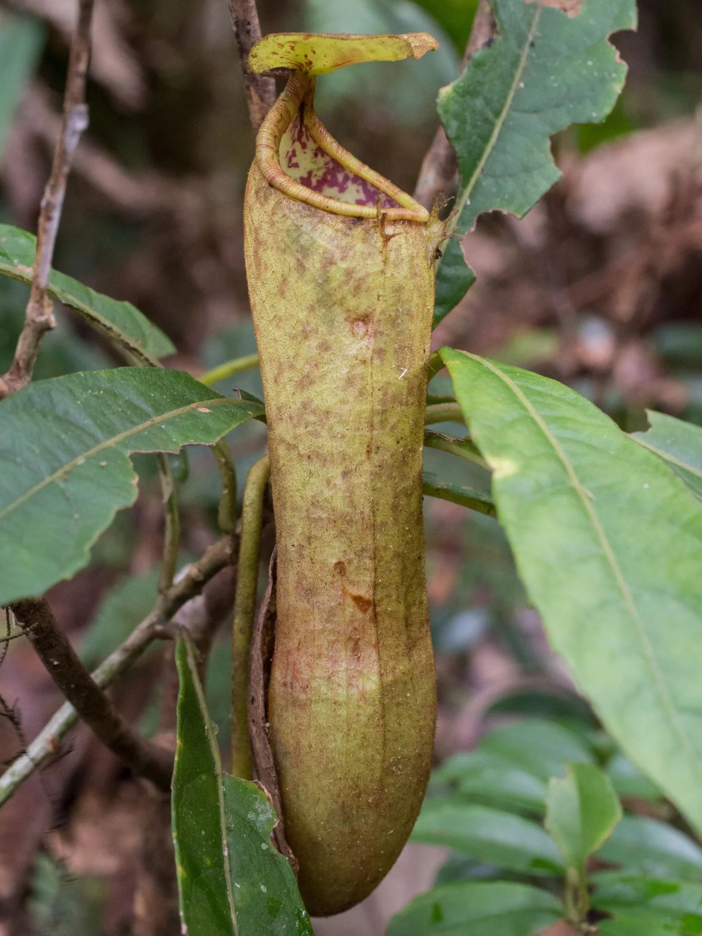 Nepenthes cornuta (Mindanao, Philippines) 大森食虫植物農園