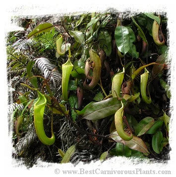 Nepenthes dactylifera {logging camp, Sarawak, Borneo, Malaysia} [BCP ID# N397] / 1株の苗, サイズ 2-6 cm 大森食虫植物農園