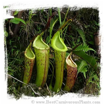Nepenthes dactylifera {logging camp, Sarawak, Borneo, Malaysia} [BCP ID# N397] / 1株の苗, サイズ 2-6 cm 大森食虫植物農園