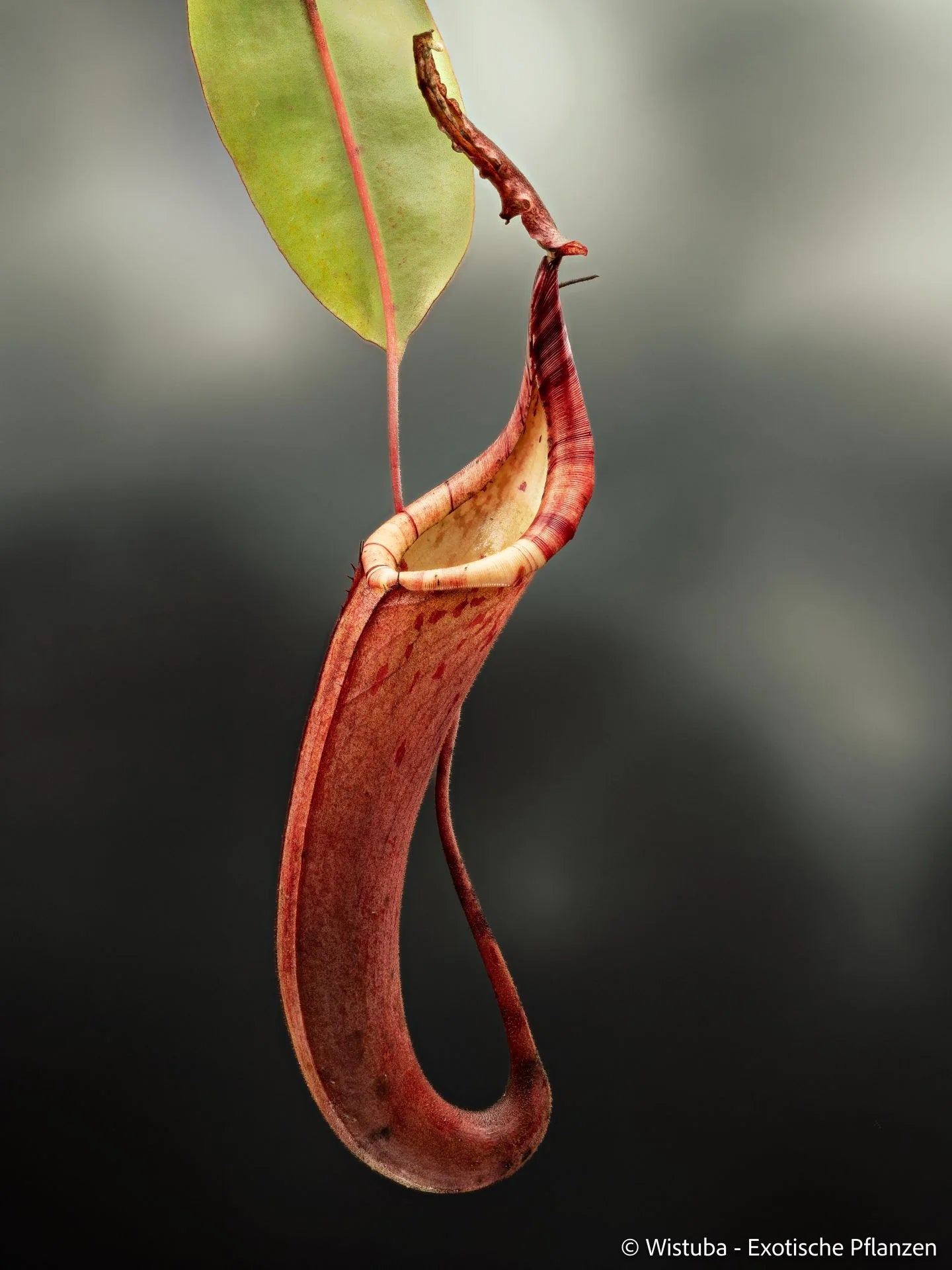 Nepenthes dactylifera (was N. faizaliana) (Borneo) 大森食虫植物農園