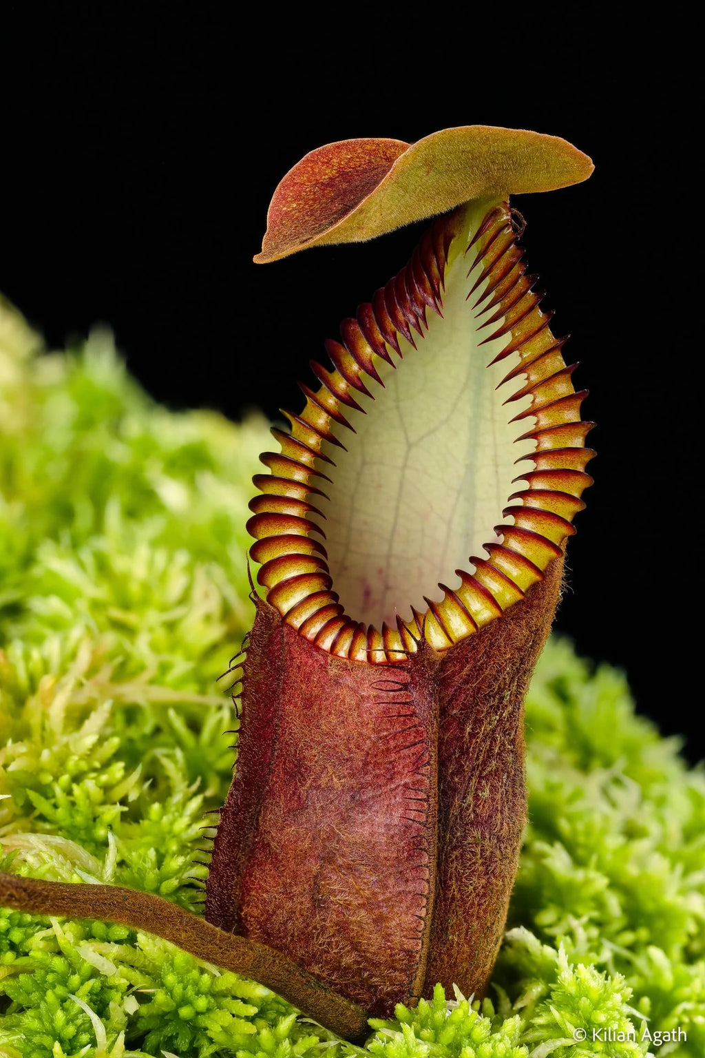 Nepenthes diabolica (="Red Hairy Hamata" = "RHH") 大森食虫植物農園