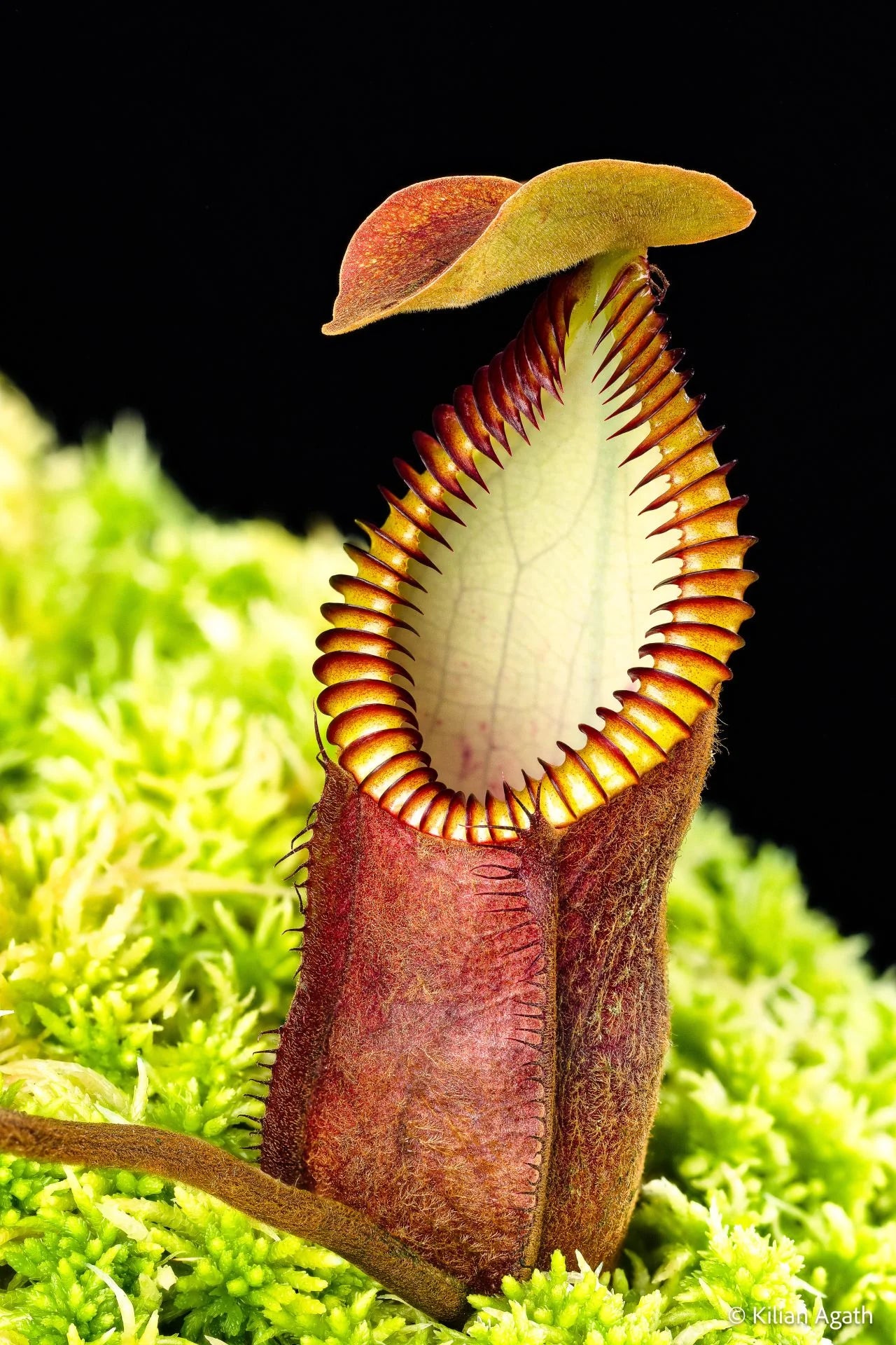 Nepenthes diabolica (="Red Hairy Hamata" = "RHH") 大森食虫植物農園