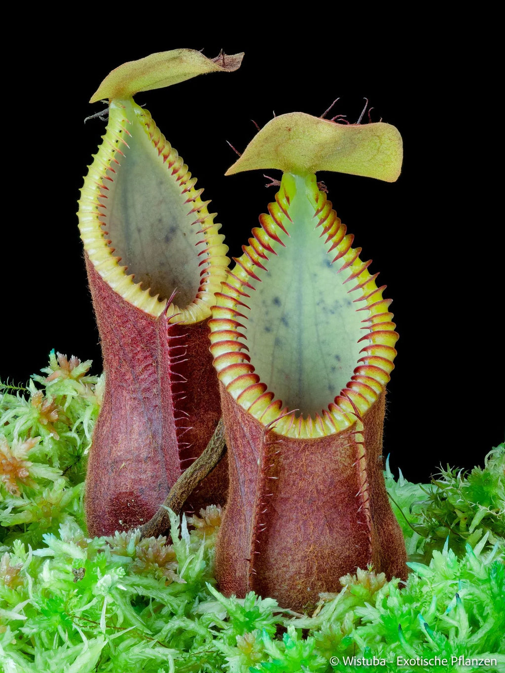 Nepenthes diabolica (="Red Hairy Hamata" = "RHH") 大森食虫植物農園
