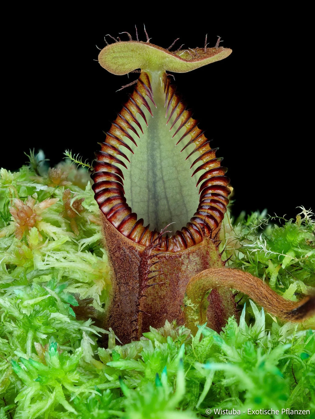 Nepenthes diabolica (="Red Hairy Hamata" = "RHH") 大森食虫植物農園