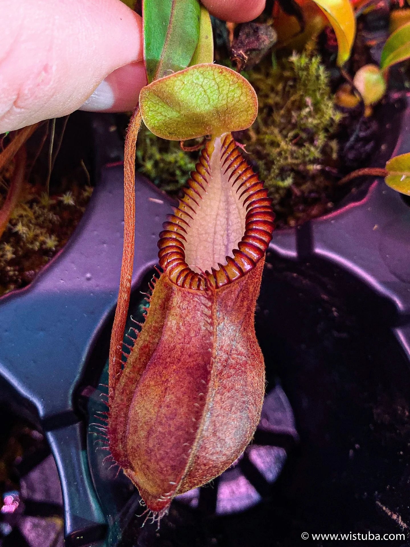 Nepenthes diabolica (="Red Hairy Hamata" = "RHH") 大森食虫植物農園