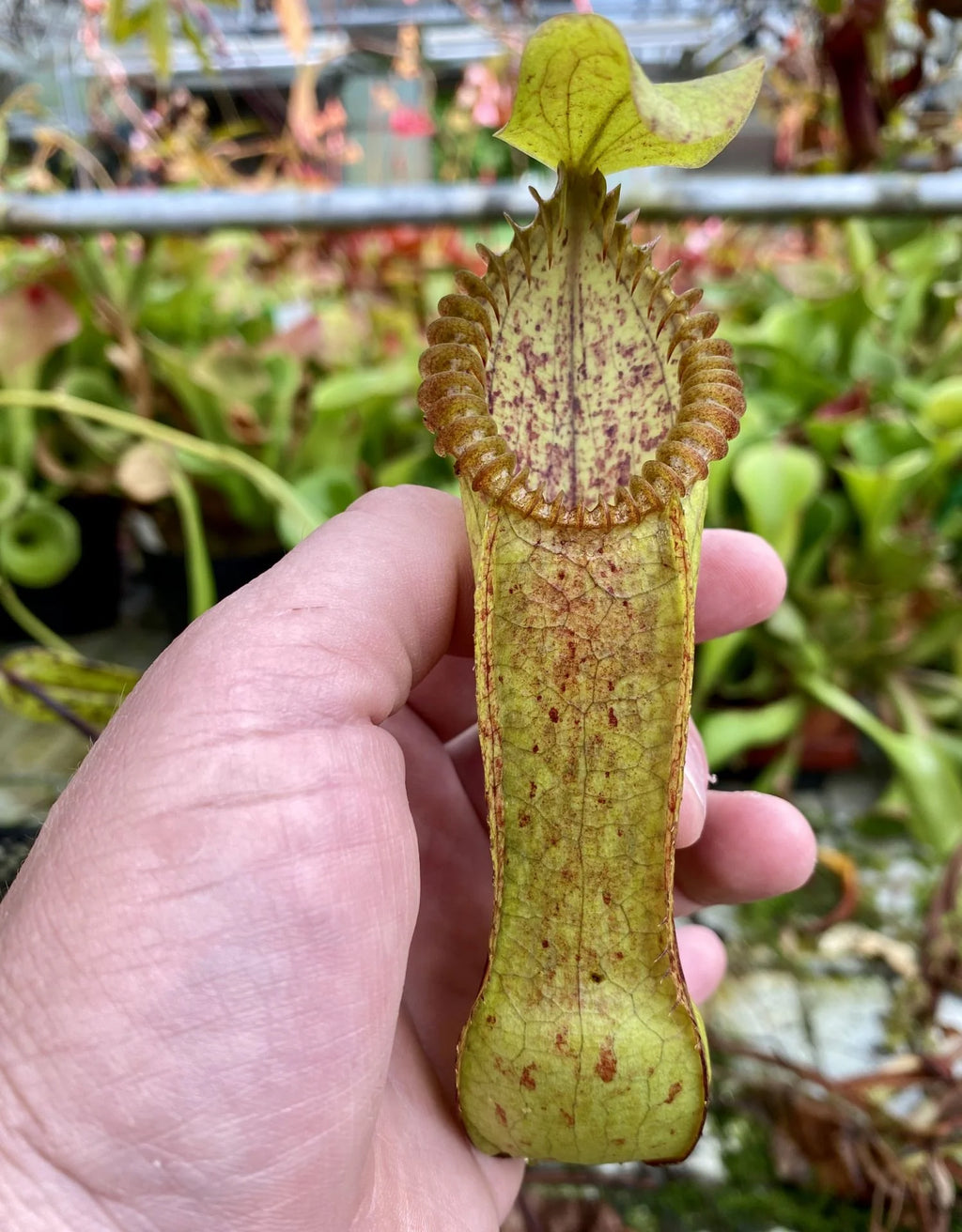 Nepenthes diabolica x hamata 大森食虫植物農園