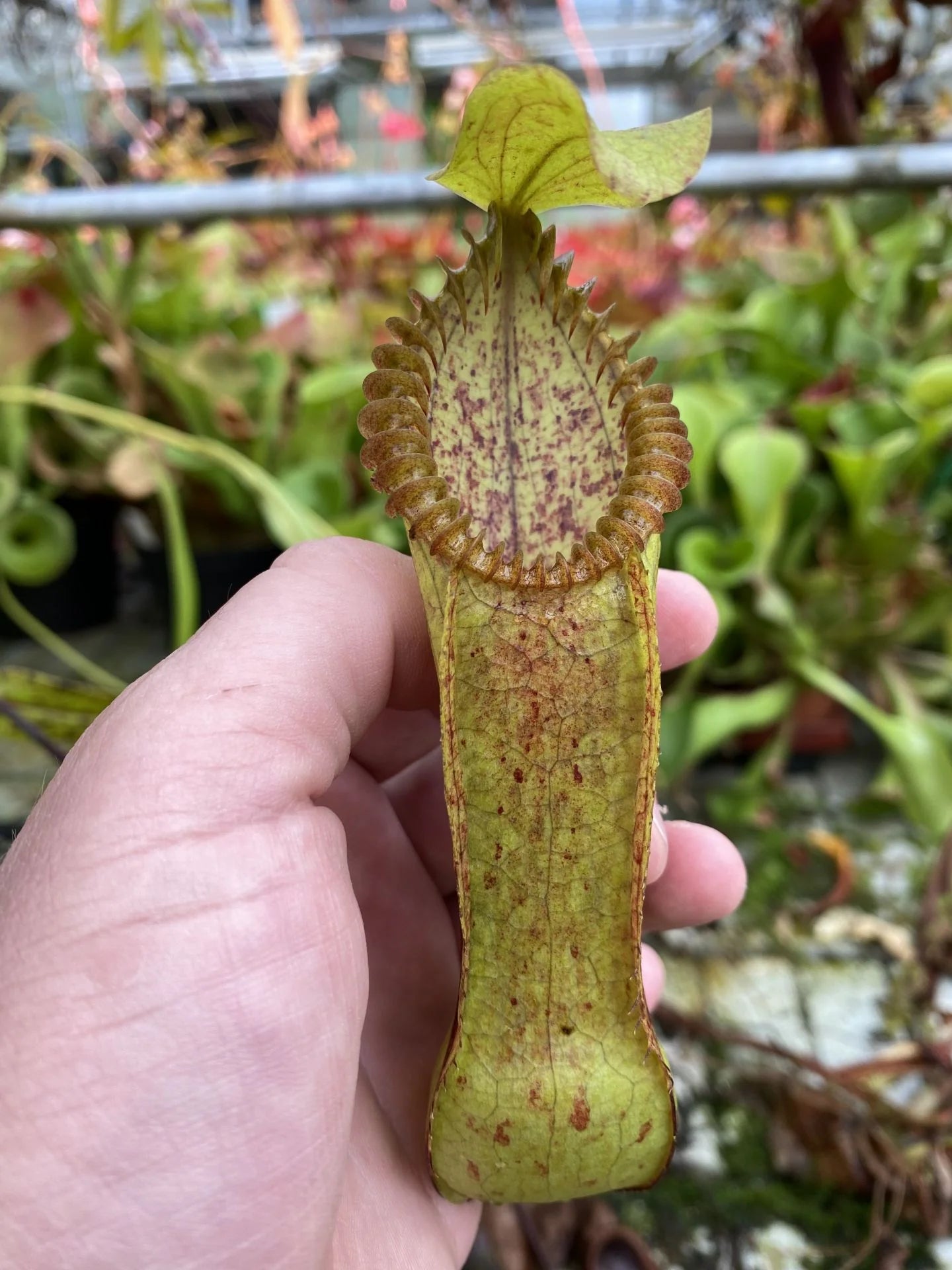 Nepenthes diabolica x hamata 大森食虫植物農園