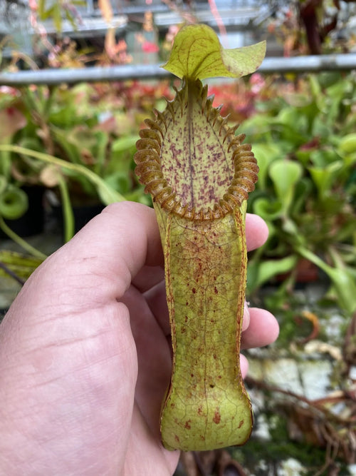 Nepenthes diabolica x hamata 大森食虫植物農園