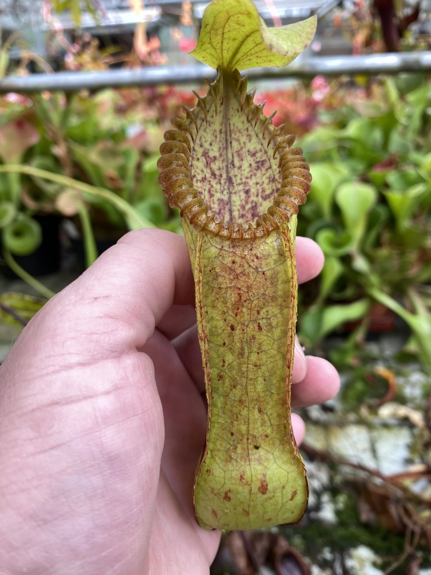 Nepenthes diabolica x hamata 大森食虫植物農園
