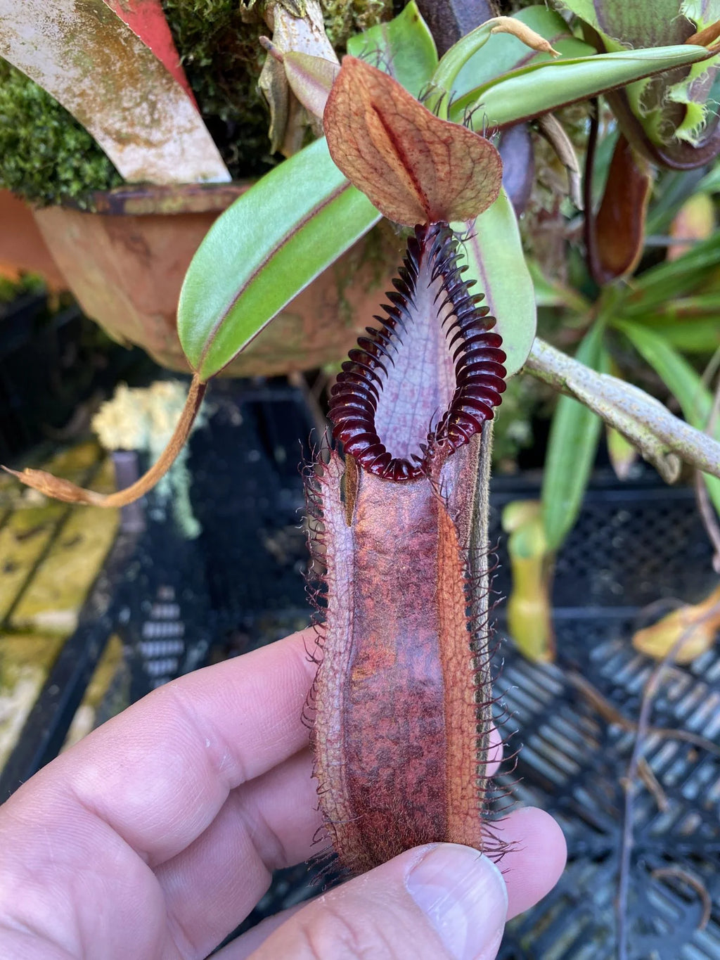 Nepenthes diabolica x hamata 大森食虫植物農園