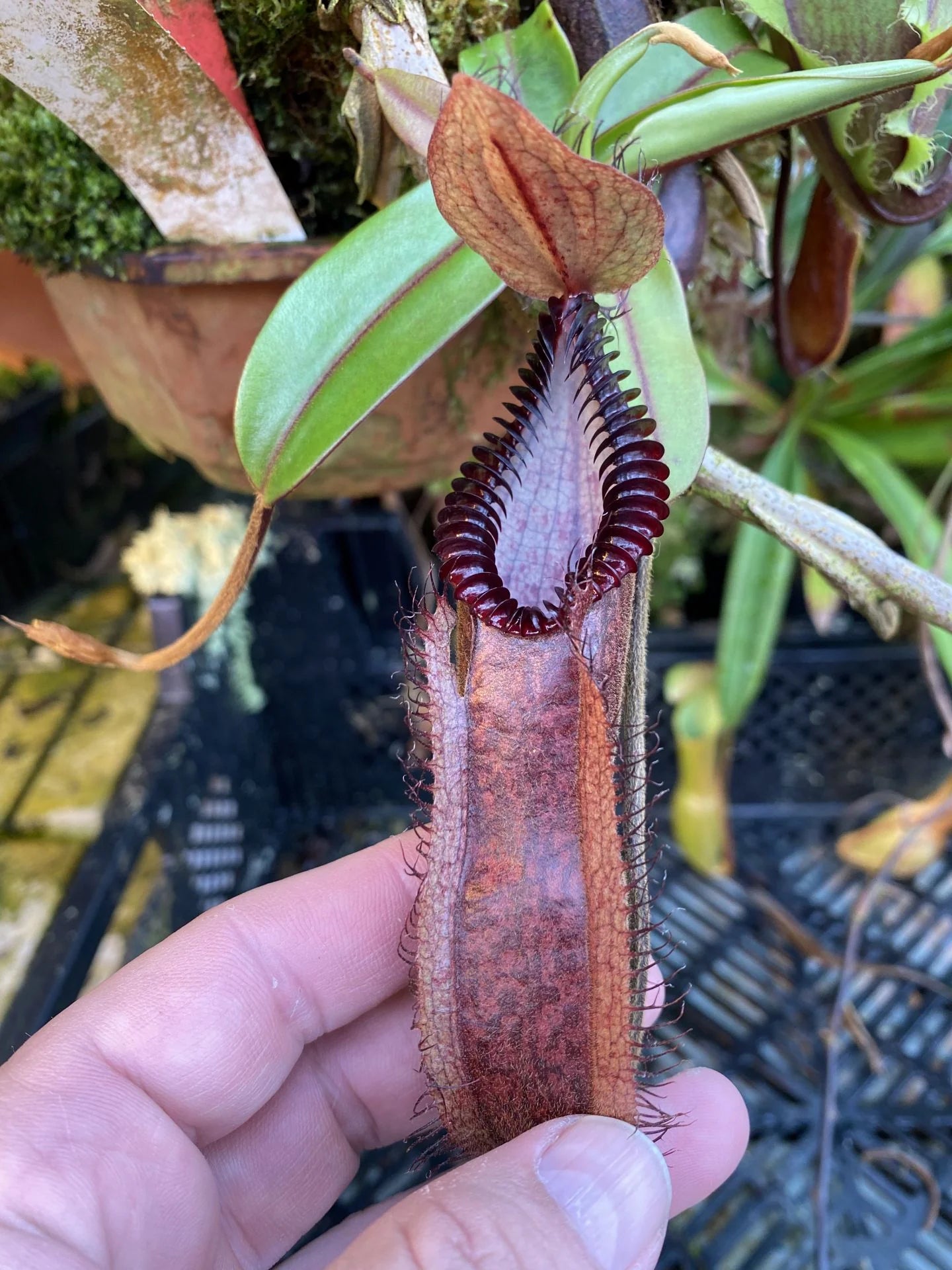 Nepenthes diabolica x hamata 大森食虫植物農園