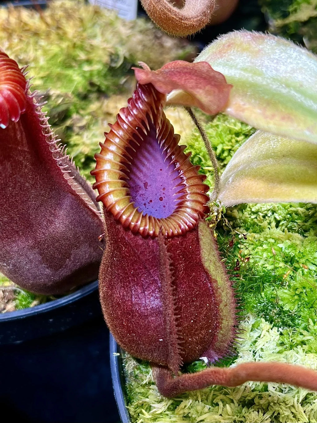 Nepenthes diabolica x villosa 大森食虫植物農園