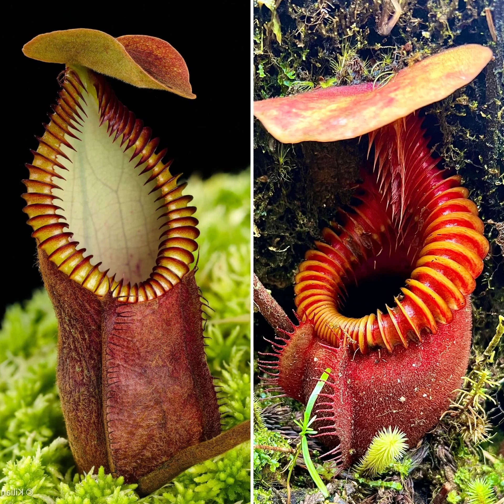 Nepenthes diabolica x villosa 大森食虫植物農園