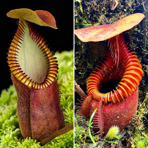 Nepenthes diabolica x villosa 大森食虫植物農園