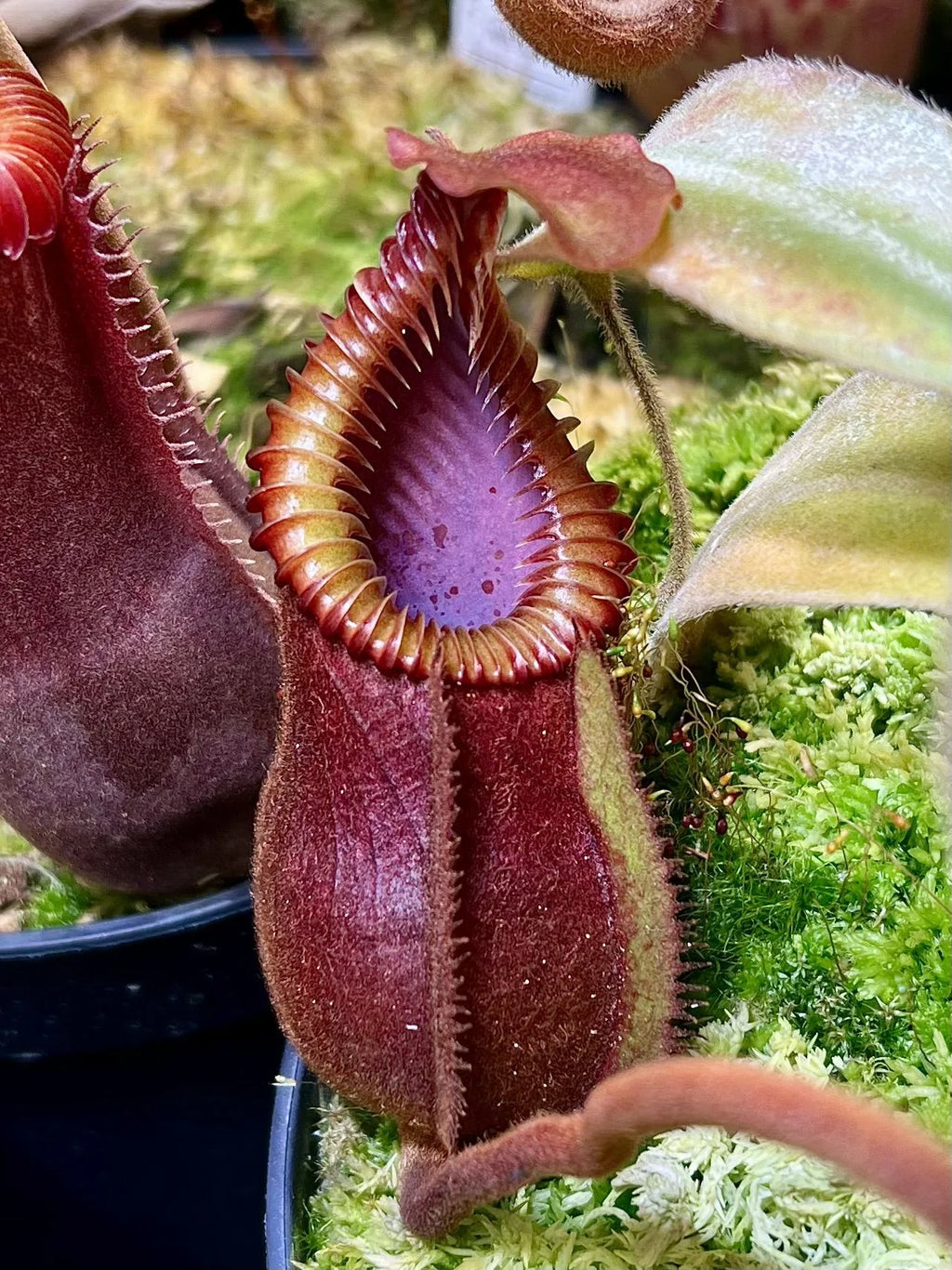 Nepenthes diabolica x villosa 大森食虫植物農園